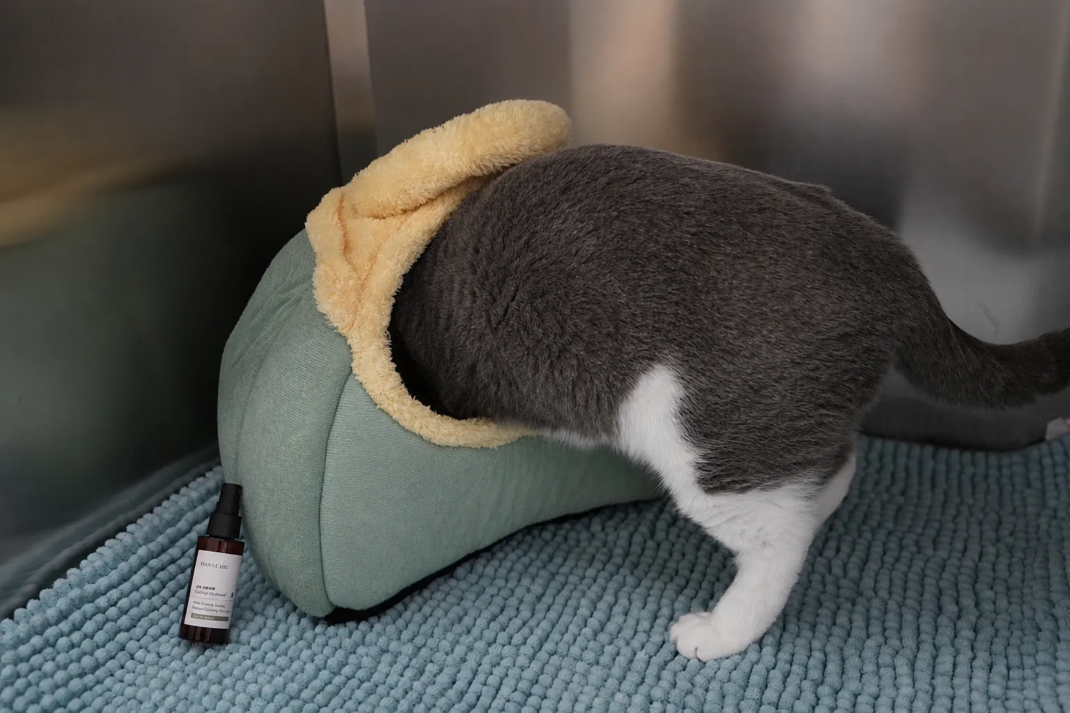 A cat exploring its bed beside a HANSCHIU catnip calming spray