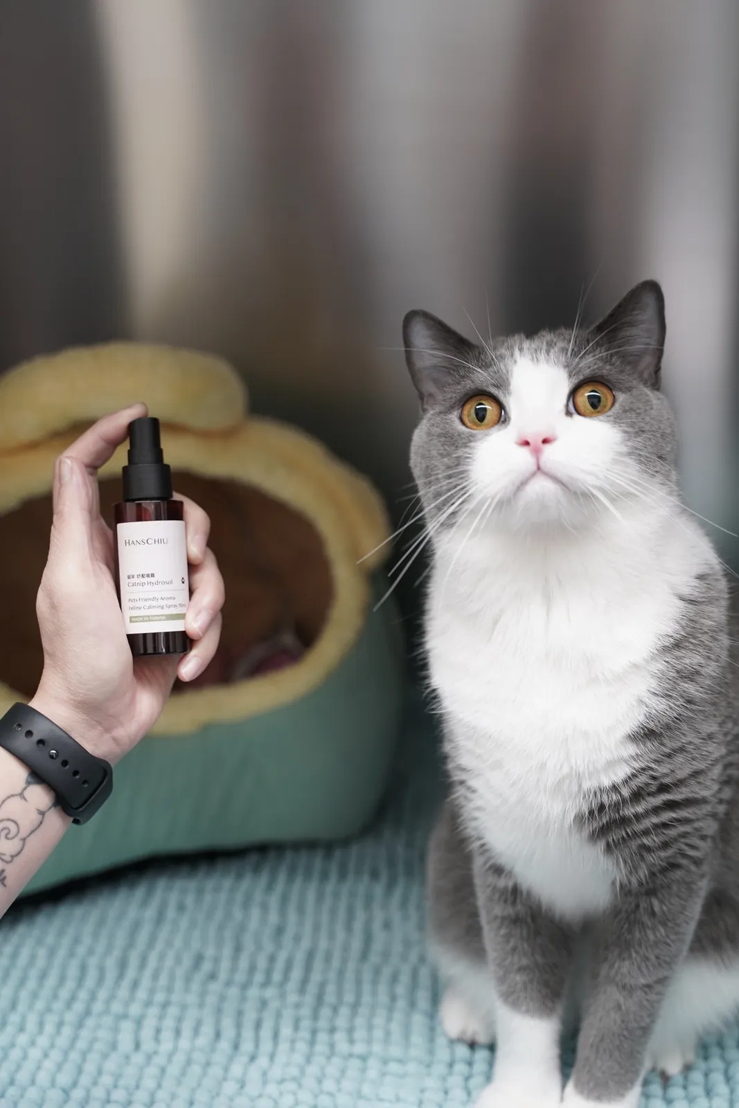 A cat pictured with HANSCHIU catnip calming spray at Concordia Pet Care